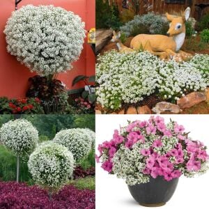 Kokulu beyaz ballıca tohumu lobularia maritima sweet alyssum
