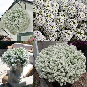 Kokulu beyaz ballıca tohumu lobularia maritima sweet alyssum