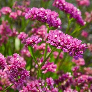 Pembe deniz lavantası tohumu Genta limonium statice