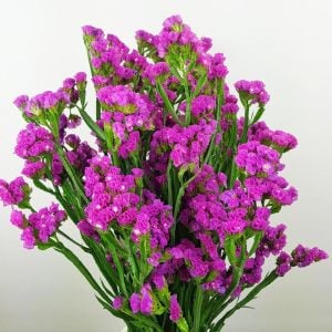 Pembe deniz lavantası tohumu Genta limonium statice