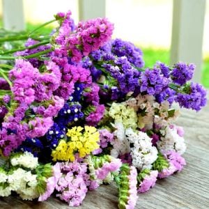 Pembe deniz lavantası tohumu Genta limonium statice
