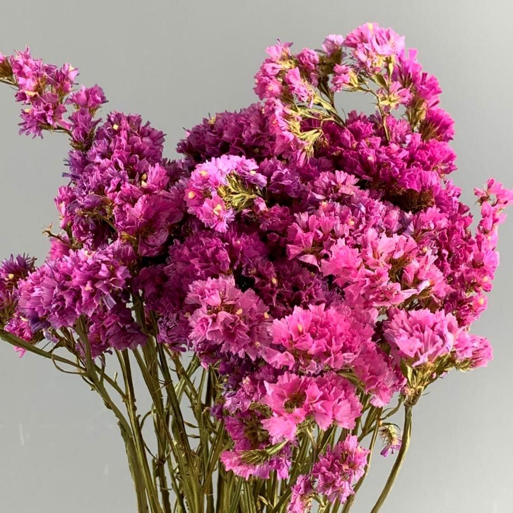 Pembe deniz lavantası tohumu Genta limonium statice