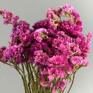 Pembe deniz lavantası tohumu Genta limonium statice