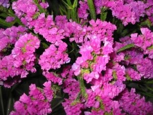 Pembe deniz lavantası tohumu Genta limonium statice