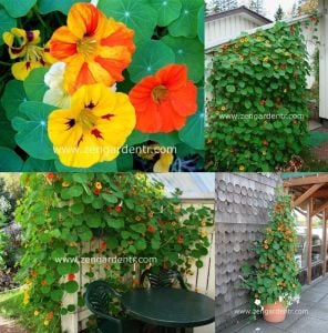 Sarmaşık latin çiçeği tohumu kapuçin Genta nasturtium majus
