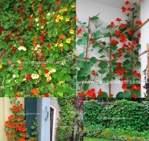 Sarmaşık latin çiçeği tohumu kapuçin Genta nasturtium majus