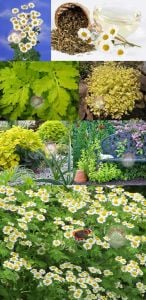 Şifalı tanacetum tohumu altın düğme chrysanthenum parthenium golden fever