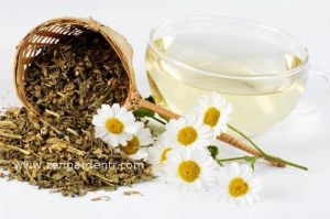 Şifalı tanacetum tohumu altın düğme chrysanthenum parthenium golden fever