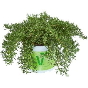 Riviera Compact biberiye fidesi sık yapraklı kompakt çeşit