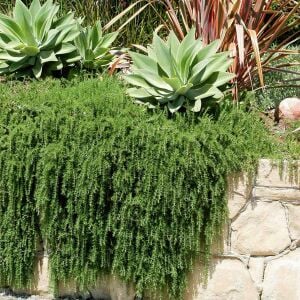 Riviera Compact biberiye fidesi sık yapraklı kompakt çeşit