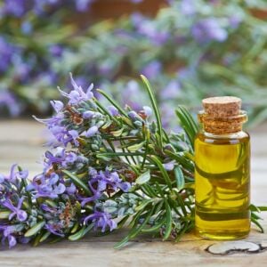 Riviera Compact biberiye fidesi sık yapraklı kompakt çeşit