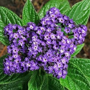 Mavi vanilya çiçeği fidesi heliotropium nautilus blue vanilya kokulu çiçek