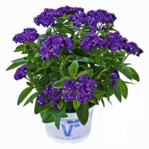 Mavi vanilya çiçeği fidesi heliotropium nautilus blue vanilya kokulu çiçek