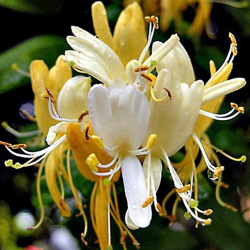 Halls prolific hanımeli sarmaşığı honeysuckle lonicera japonica
