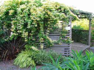 Halls prolific hanımeli sarmaşığı honeysuckle lonicera japonica