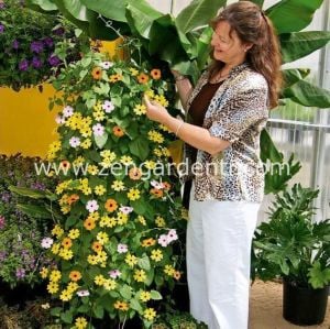 Karagözlü suzan sarmaşığı tohumu tunbergiya Genta thunbergia alata