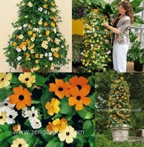 Karagözlü suzan sarmaşığı tohumu tunbergiya Genta thunbergia alata
