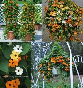 Karagözlü suzan sarmaşığı tohumu tunbergiya Genta thunbergia alata