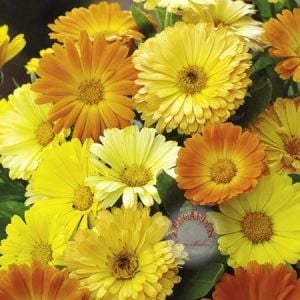 Calendula tohumu papatya çiçekli kalendula bodur aynı sefa çiçeği