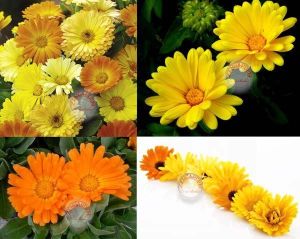 Calendula tohumu papatya çiçekli kalendula bodur aynı sefa çiçeği