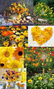 Calendula tohumu papatya çiçekli kalendula bodur aynı sefa çiçeği