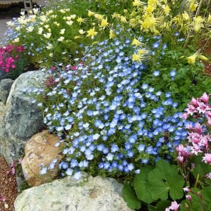 Mavi nemophila menziesii tohumu baby blue eyes