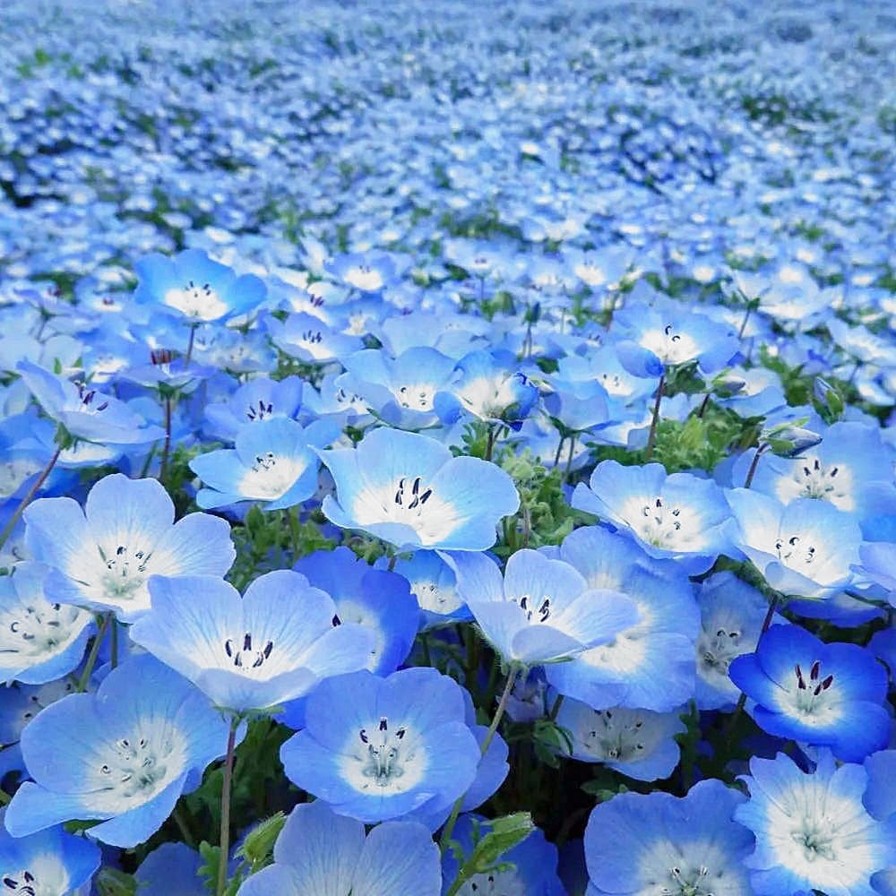 Mavi nemophila menziesii tohumu baby blue eyes