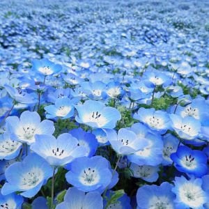 Mavi nemophila menziesii tohumu baby blue eyes