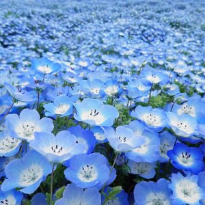 Mavi nemophila menziesii tohumu baby blue eyes