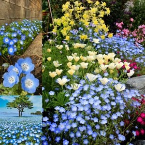 Mavi nemophila menziesii tohumu baby blue eyes