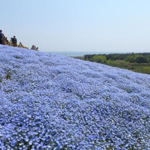 Mavi nemophila menziesii tohumu baby blue eyes