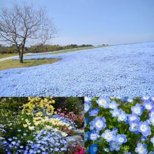 Mavi nemophila menziesii tohumu baby blue eyes