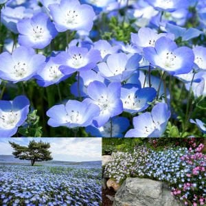 Mavi nemophila menziesii tohumu baby blue eyes
