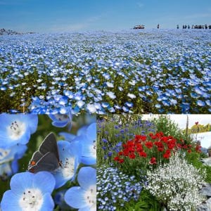 Mavi nemophila menziesii tohumu baby blue eyes