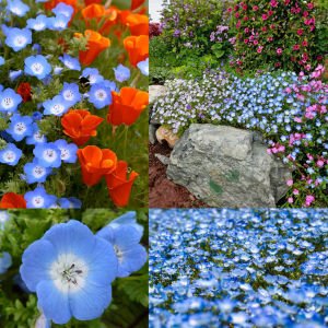 Mavi nemophila menziesii tohumu baby blue eyes