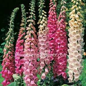 Yüksük otu tohumu Genta digitalis purpurea