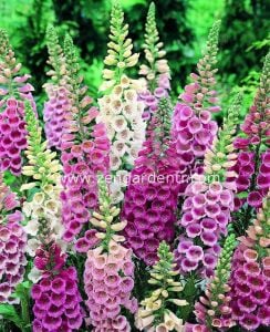 Yüksük otu tohumu Genta digitalis purpurea