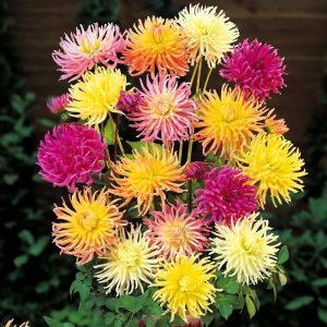 İri çiçekli kaktüs dahlia yıldız çiçeği tohumu karışımı