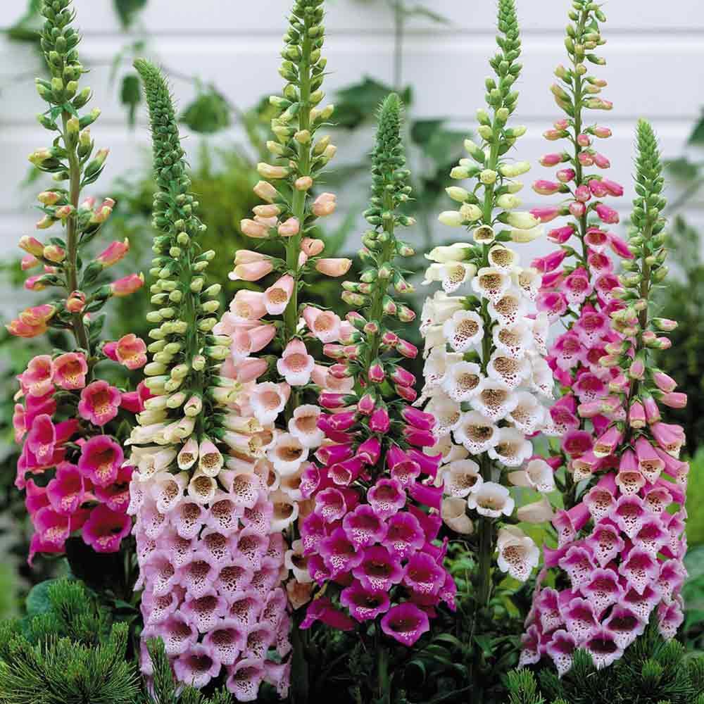 Yüksük otu tohumu Genta digitalis purpurea