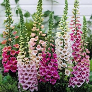 Yüksük otu tohumu Genta digitalis purpurea