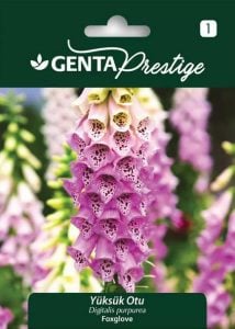 Yüksük otu tohumu Genta digitalis purpurea
