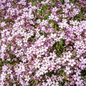 Gül rengi gypsophila tohumu elegans rosea çöven