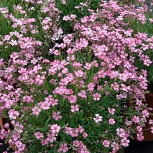 Gül rengi gypsophila tohumu elegans rosea çöven