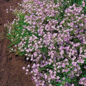 Gül rengi gypsophila tohumu elegans rosea çöven