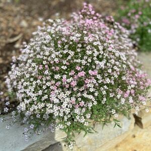 Gül rengi gypsophila tohumu elegans rosea çöven