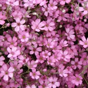 Gül rengi gypsophila tohumu elegans rosea çöven