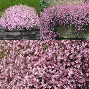 Gül rengi gypsophila tohumu elegans rosea çöven
