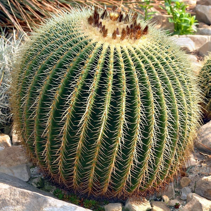Ekino kaktüs altın varil tohumu echinocactus grusonii