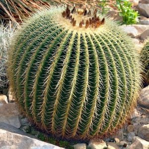 Ekino kaktüs altın varil tohumu echinocactus grusonii