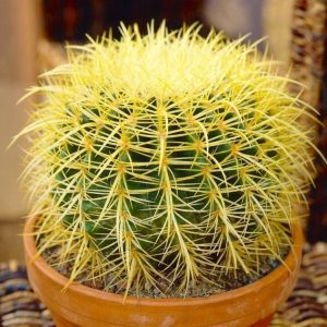 Ekino kaktüs altın varil tohumu echinocactus grusonii